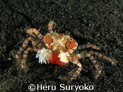 boxer crab with eggs by Heru Suryoko 